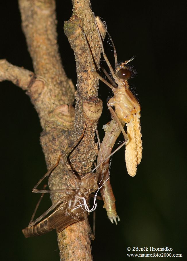 Banded Demoiselle, Calopteryx splendens (Dragonflies, Odonata)